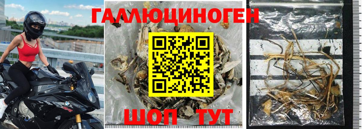 Псилоцибиновые грибы GOLDEN TEACHER  купить   Вход с VPN  Георгиевск  Галлюциногенные грибы GOLDEN TEACHER 